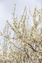 Weisse Kirschblüten als Hintergrund