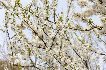 Weisse Kirschblüten als Hintergrund