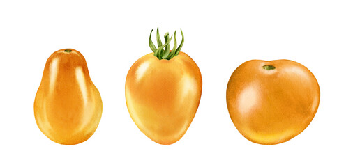 Watercolor yellow tomatoes. Ripe fruits collection of three. Realistic botanical painting with fresh vegetables. Isolated illustration on white. Hand drawn food design element