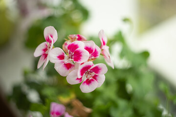 Fototapeta na wymiar Closeup photography of home geranium on the window.