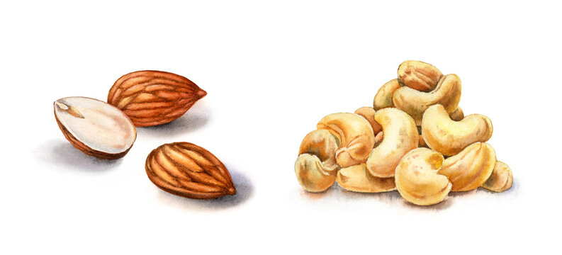 Watercolor nuts. Almonds and cashew. Realistic botanical illustration with three nuts. Hand painted food clipart in brown beige color for label design