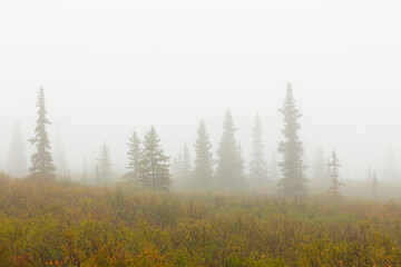 herfst in Denali National Park, Alaska  sparren verdwijnen in dichte mist.