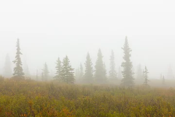 Glasschilderij Denali herfst in Denali National Park, Alaska  sparren verdwijnen in dichte mist.