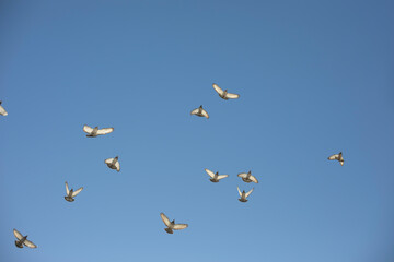 Pigeons fly against blue sky. Birds in city.