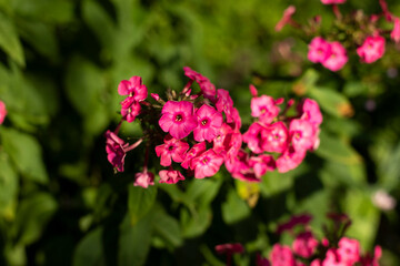 Flowers in garden. Summer plants. Flower bud on green background.