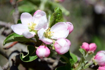 Fototapeta na wymiar Apfelblüte in weiß und rosa in Südtirol - Hintergrund und Textur - Apfelbaumblüte - Apfelbaumblüten 