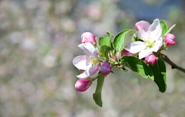 Fototapeta na wymiar Apfelblüte in weiß und rosa in Südtirol - Hintergrund und Textur - Apfelbaumblüte - Apfelbaumblüten