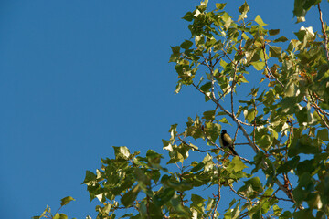 ptak sikora zwierzę natura drzewo niebo