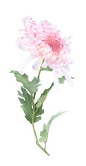 A pink chrysanthemum flower with leaves hand drawn in watercolor isolated on a white background. Watercolor illustration.