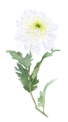 A white chrysanthemum flower with leaves hand drawn in watercolor isolated on a white background. Watercolor illustration.