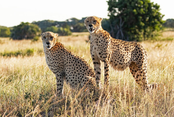 Two cheetah males in the wild.