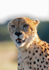 Male cheetah profile in the wild.