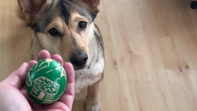 Beautiful dog with brown eyes and tan coat light brown german shepherd breed in combination with a Hague dog - a hard-painted egg intrigued the dog looks at him and reacts