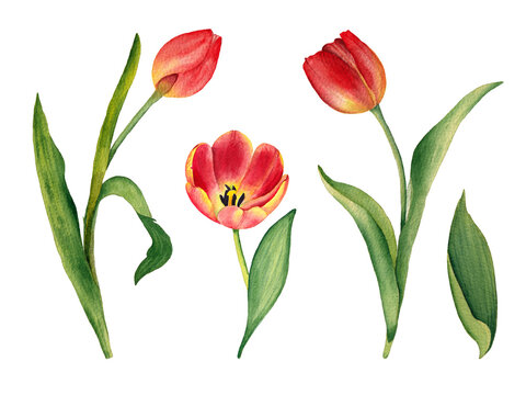 Watercolor tulips set.  It's perfect for greeting cards, logo, wedding invitation, birthday and mothers day cards. Hand draw botanical illustration. Spring flowers.