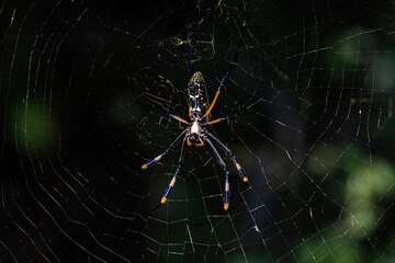 A Golden orb spider on a wb.
