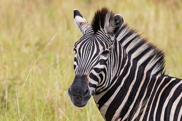 A burchells Zebra portrait in the wild.
