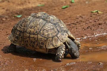 A tortoise drinkin in a muddy puddle.