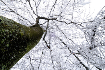 Buchenkrone im Winter
