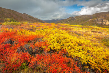 Toendra in gele en rode herfstkleuren, Denali National Park Alaska