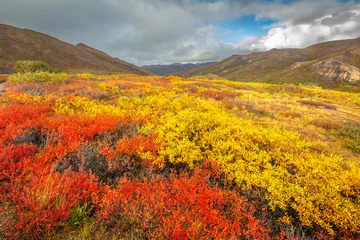 Schapenvacht deken met foto Denali Toendra in gele en rode herfstkleuren, Denali National Park Alaska