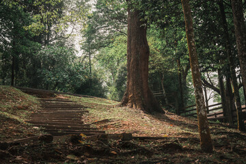 hill step in the forest