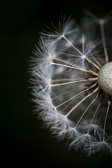 Pusteblume Hintergrund