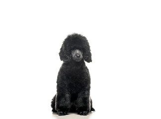image of dog white background