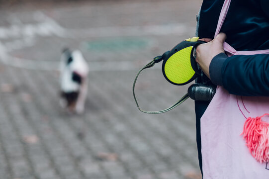 Focus on a retractable dog leash being held by a dogs owner