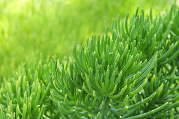 Fototapeta na wymiar Natural green grass plants in spring. Cover page greenery .Environment ecology wallpaper. Spring background .Abstract green background. Pattern textured background. Screensaver to phone computer. 