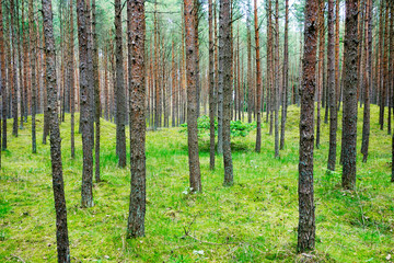 Obraz premium Seaside Pine forest on Mounds in Poland, Baltic Sea.