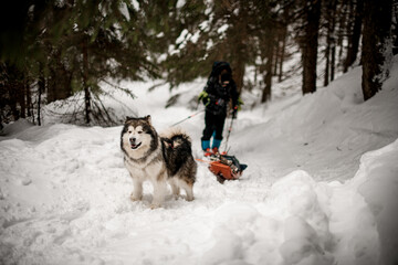 shaggy dog pulls a sled with equipment along a snowy path at winter forest. Blurred skier on background