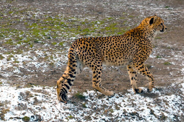 View of a beautiful fast cat. Leopard.