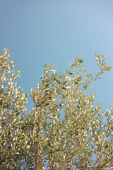 Olives, summer background, Italy