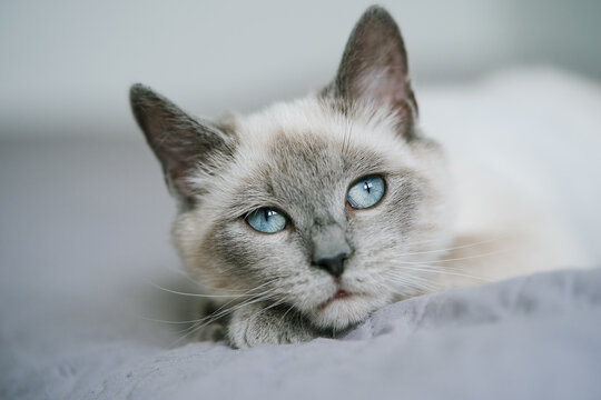 Cute kitten with blue eye lying in bed. Fluffy pet comfortably settled to sleep         