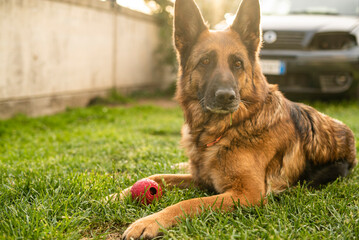 German shepherd dog in meadow