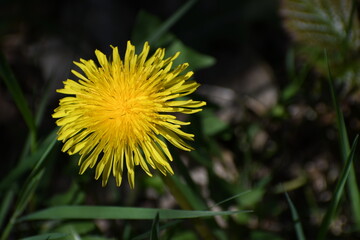 Picture of a blooming dandelion. A plant with a lot of medicinal properties.