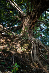 A large trunk of Fig tree inside a temple courtyard in India. Also called peepal or the bodhi tree.