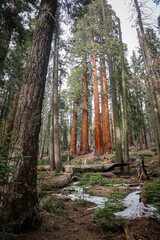 sequoia national park