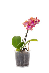 Beautiful tropical purple pink and orange orchid flower in pot isolated on white background. Purple phalaenopsis flowers. Space for text.