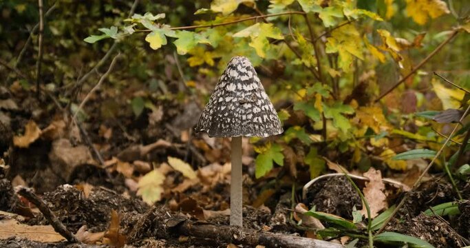 Magpie inkcap fungus or Coprinopsis picacea mushroom close up in the forest