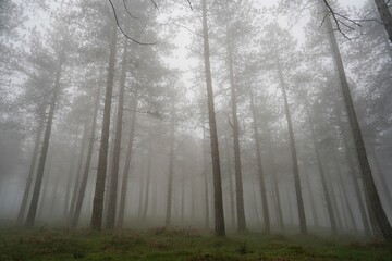 ARboles