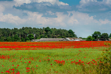 Poppy field in summer countryside