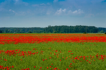 panorama poppy field with green wheat, beautiful blue sky with clouds, weeds in agriculture