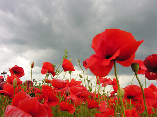 poppy field, close up flowers and background with stormy sky