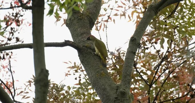 Grey-headed woodpecker or Picus canus bird close up