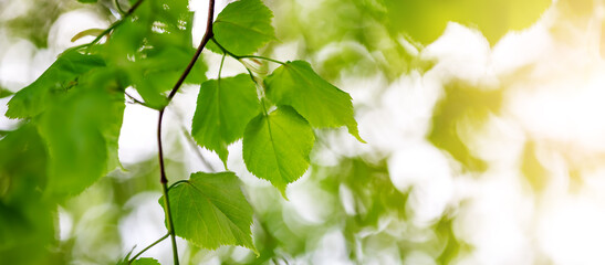 Closeup view of the linden branches with young green leaves.