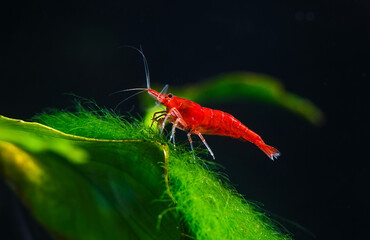 Big fire red or cherry dwarf shrimp with green background in fresh water aquarium tank,