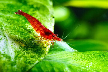 Big fire red or cherry dwarf shrimp with green background in fresh water aquarium tank,