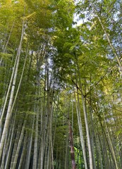 Naklejka premium green bamboo forest