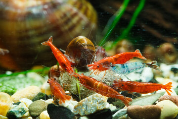 Big fire red or cherry dwarf shrimp with green background in fresh water aquarium tank,